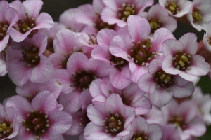 Bergenia 'Peppermint Patty' New 2024